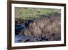 Hippopotamus Wallows in Mud-W. Perry Conway-Framed Photographic Print