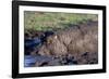 Hippopotamus Wallows in Mud-W. Perry Conway-Framed Photographic Print