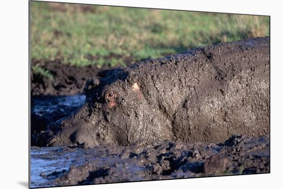 Hippopotamus Wallows in Mud-W. Perry Conway-Mounted Photographic Print