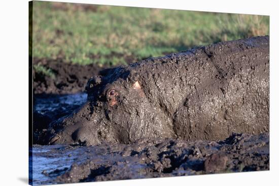 Hippopotamus Wallows in Mud-W. Perry Conway-Stretched Canvas