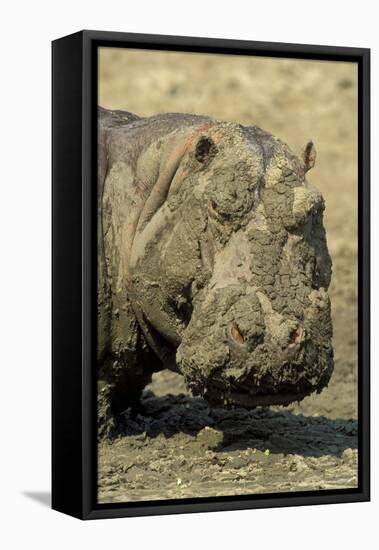 Hippopotamus When the Waterholes Dry Up During-null-Framed Stretched Canvas