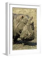 Hippopotamus When the Waterholes Dry Up During-null-Framed Photographic Print