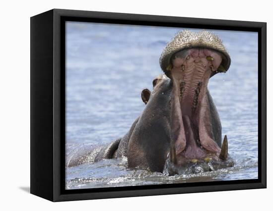 Hippopotamus with Mouth Open, Chobe National Park, Botswana-Tony Heald-Framed Stretched Canvas