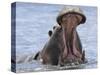 Hippopotamus with Mouth Open, Chobe National Park, Botswana-Tony Heald-Stretched Canvas