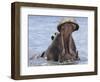 Hippopotamus with Mouth Open, Chobe National Park, Botswana-Tony Heald-Framed Premium Photographic Print