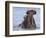 Hippopotamus with Mouth Open, Chobe National Park, Botswana-Tony Heald-Framed Premium Photographic Print