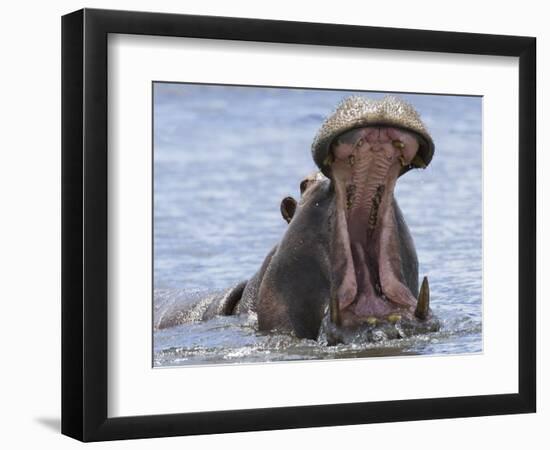 Hippopotamus with Mouth Open, Chobe National Park, Botswana-Tony Heald-Framed Premium Photographic Print