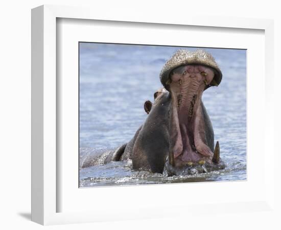 Hippopotamus with Mouth Open, Chobe National Park, Botswana-Tony Heald-Framed Premium Photographic Print