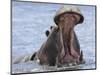 Hippopotamus with Mouth Open, Chobe National Park, Botswana-Tony Heald-Mounted Premium Photographic Print