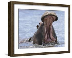 Hippopotamus with Mouth Open, Chobe National Park, Botswana-Tony Heald-Framed Photographic Print