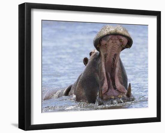 Hippopotamus with Mouth Open, Chobe National Park, Botswana-Tony Heald-Framed Photographic Print