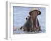 Hippopotamus with Mouth Open, Chobe National Park, Botswana-Tony Heald-Framed Photographic Print