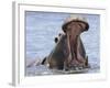 Hippopotamus with Mouth Open, Chobe National Park, Botswana-Tony Heald-Framed Photographic Print