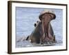 Hippopotamus with Mouth Open, Chobe National Park, Botswana-Tony Heald-Framed Photographic Print