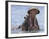 Hippopotamus with Mouth Open, Chobe National Park, Botswana-Tony Heald-Framed Photographic Print