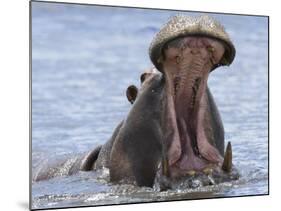 Hippopotamus with Mouth Open, Chobe National Park, Botswana-Tony Heald-Mounted Photographic Print