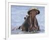 Hippopotamus with Mouth Open, Chobe National Park, Botswana-Tony Heald-Framed Photographic Print