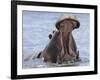 Hippopotamus with Mouth Open, Chobe National Park, Botswana-Tony Heald-Framed Photographic Print