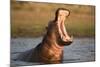 Hippopotamus Yawning in Waterhole, Ruaha, Tanzania-Paul Joynson Hicks-Mounted Photographic Print