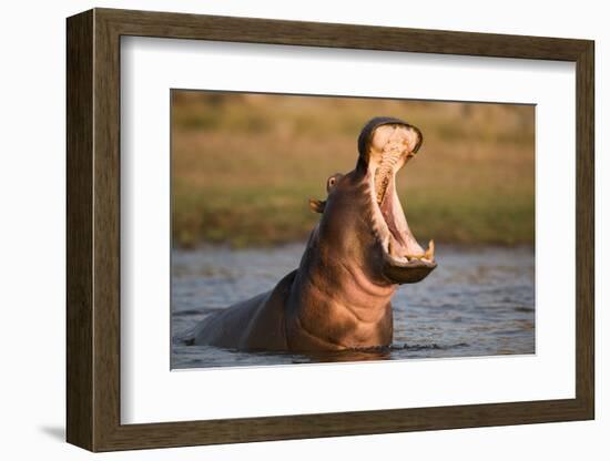 Hippopotamus Yawning in Waterhole, Ruaha, Tanzania-Paul Joynson Hicks-Framed Photographic Print