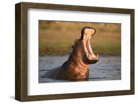 Hippopotamus Yawning in Waterhole, Ruaha, Tanzania-Paul Joynson Hicks-Framed Photographic Print