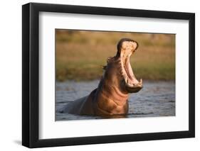 Hippopotamus Yawning in Waterhole, Ruaha, Tanzania-Paul Joynson Hicks-Framed Photographic Print