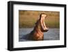 Hippopotamus Yawning in Waterhole, Ruaha, Tanzania-Paul Joynson Hicks-Framed Premium Photographic Print