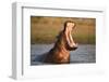 Hippopotamus Yawning in Waterhole, Ruaha, Tanzania-Paul Joynson Hicks-Framed Premium Photographic Print