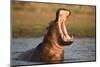 Hippopotamus Yawning in Waterhole, Ruaha, Tanzania-Paul Joynson Hicks-Mounted Premium Photographic Print