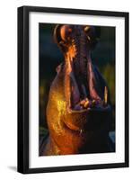 Hippopotamus Yawning-Paul Souders-Framed Premium Photographic Print