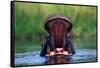 Hippopotamus Yawning-null-Framed Stretched Canvas