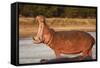 Hippopotamus Yawning-Michele Westmorland-Framed Stretched Canvas