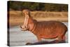 Hippopotamus Yawning-Michele Westmorland-Stretched Canvas