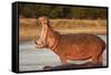 Hippopotamus Yawning-Michele Westmorland-Framed Stretched Canvas