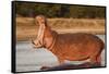 Hippopotamus Yawning-Michele Westmorland-Framed Stretched Canvas