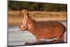 Hippopotamus Yawning-Michele Westmorland-Mounted Premium Photographic Print