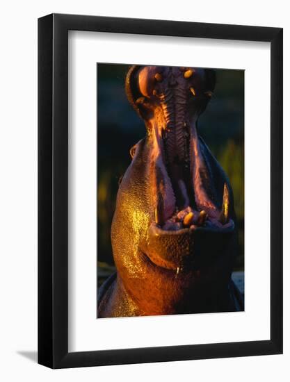 Hippopotamus Yawning-Paul Souders-Framed Photographic Print