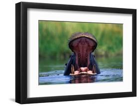 Hippopotamus Yawning-null-Framed Photographic Print