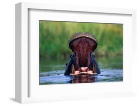Hippopotamus Yawning-null-Framed Photographic Print