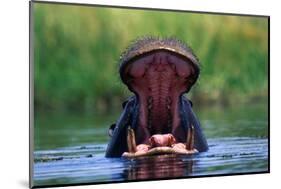 Hippopotamus Yawning-null-Mounted Photographic Print