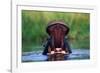 Hippopotamus Yawning-null-Framed Photographic Print