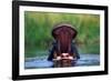 Hippopotamus Yawning-null-Framed Photographic Print