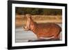 Hippopotamus Yawning-Michele Westmorland-Framed Photographic Print