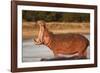 Hippopotamus Yawning-Michele Westmorland-Framed Photographic Print