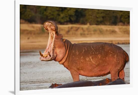 Hippopotamus Yawning-Michele Westmorland-Framed Photographic Print