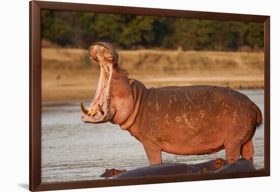 Hippopotamus Yawning-Michele Westmorland-Framed Photographic Print