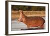 Hippopotamus Yawning-Michele Westmorland-Framed Photographic Print