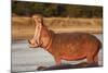 Hippopotamus Yawning-Michele Westmorland-Mounted Photographic Print