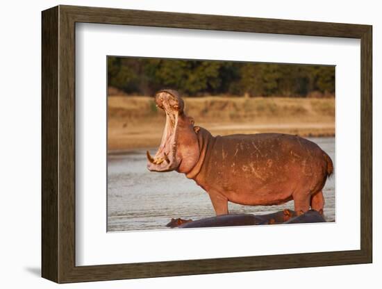 Hippopotamus Yawning-Michele Westmorland-Framed Photographic Print