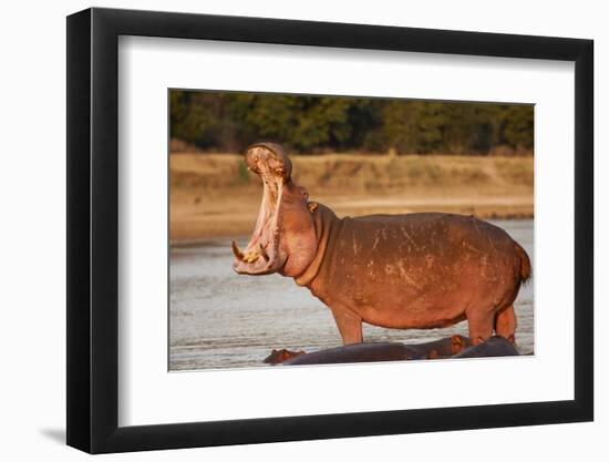 Hippopotamus Yawning-Michele Westmorland-Framed Photographic Print